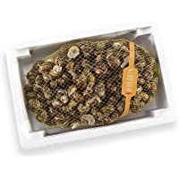 Caracol vivo Helix Aspersa Müller 2 Kg
